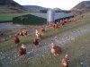 Free_Range_Hens_-_geograph.org.uk_-_342791.jpg